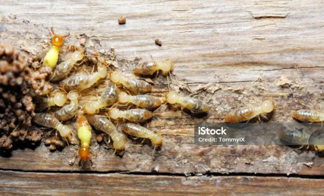 diagnostic termite - colonie de termite 