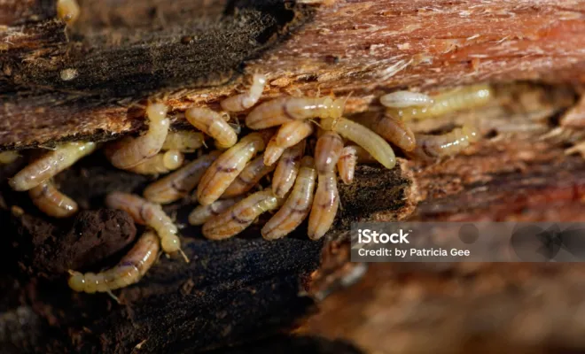 diagnostic termite dans le bois